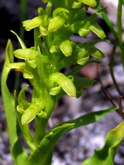 Disa cylindrica