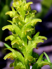 Disa cylindrica