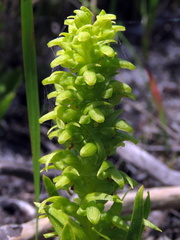 Disa cylindrica