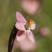 Salmon Sun-Orchid - Photo (c) Reiner Richter, some rights reserved (CC BY-NC)