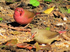 Lagonosticta senegala rendalli