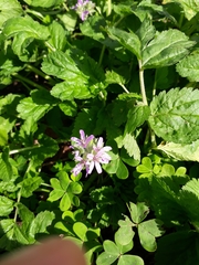 Erodium moschatum