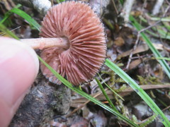 Pluteus perroseus