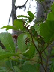 Cupania