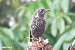 Chestnut-Bellied Rock Thrush photo 4