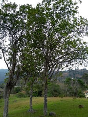 Cupania
