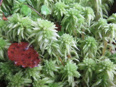 Sphagnum cristatum