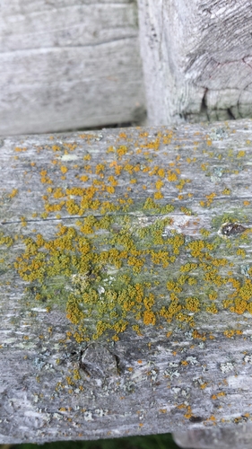 Xanthoria polycarpa image