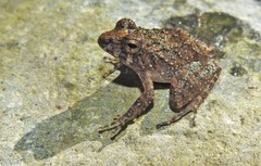 Craugastor aurilegulus