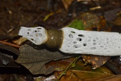 Staheliomyces cinctus