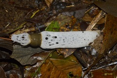 Staheliomyces cinctus