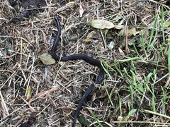 Thamnophis ordinoides