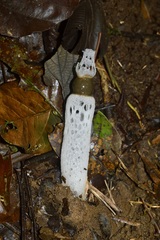 Staheliomyces cinctus