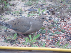 Zenaida macroura image