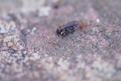 Curculionidae