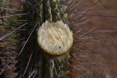 Eulychnia breviflora