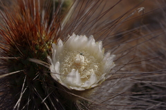 Eulychnia breviflora