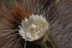 Eulychnia breviflora