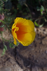 Eschscholzia californica