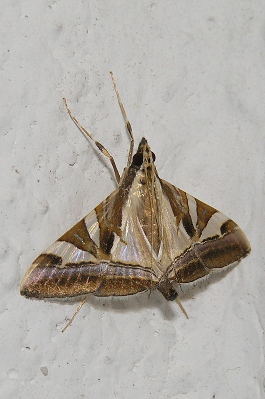 Agrioglypta