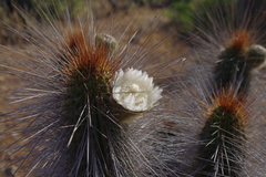 Eulychnia breviflora