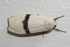 Vamuna alboluteola