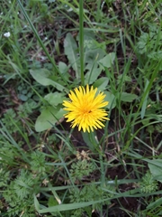 Taraxacum officinale