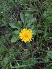 Taraxacum officinale