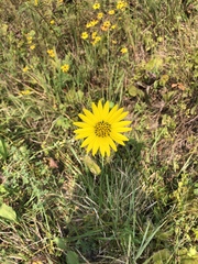 Silphium terebinthinaceum