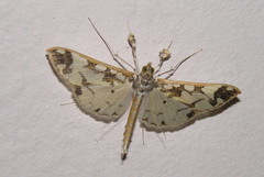 Polythlipta