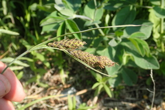 Carex gmelinii
