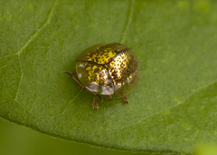 Agroiconota vilis