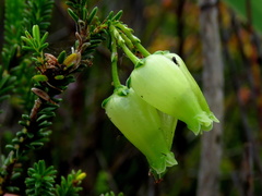 Erica urna-viridis