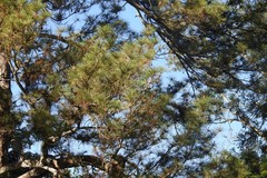 Pinus caribaea