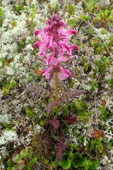 Pedicularis chamissonis