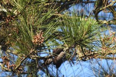Pinus caribaea