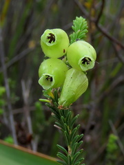 Erica urna-viridis