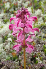 Pedicularis chamissonis