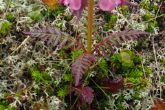 Pedicularis chamissonis