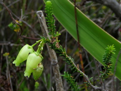 Erica urna-viridis