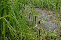 Carex cryptocarpa