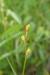 Carex diastena