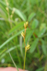 Carex diastena