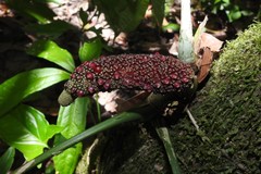 Anthurium pentaphyllum