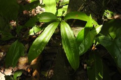 Anthurium pentaphyllum