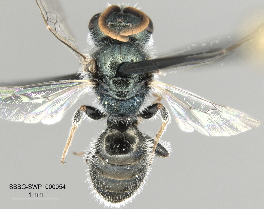 Incomplete Sweat Bee