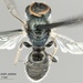 Incomplete Sweat Bee - Photo (c) Kylie Etter, some rights reserved (CC BY), uploaded by Kylie Etter