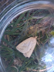 Psilaspilates signistriata