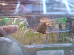 Psilaspilates signistriata