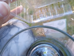 Psilaspilates signistriata